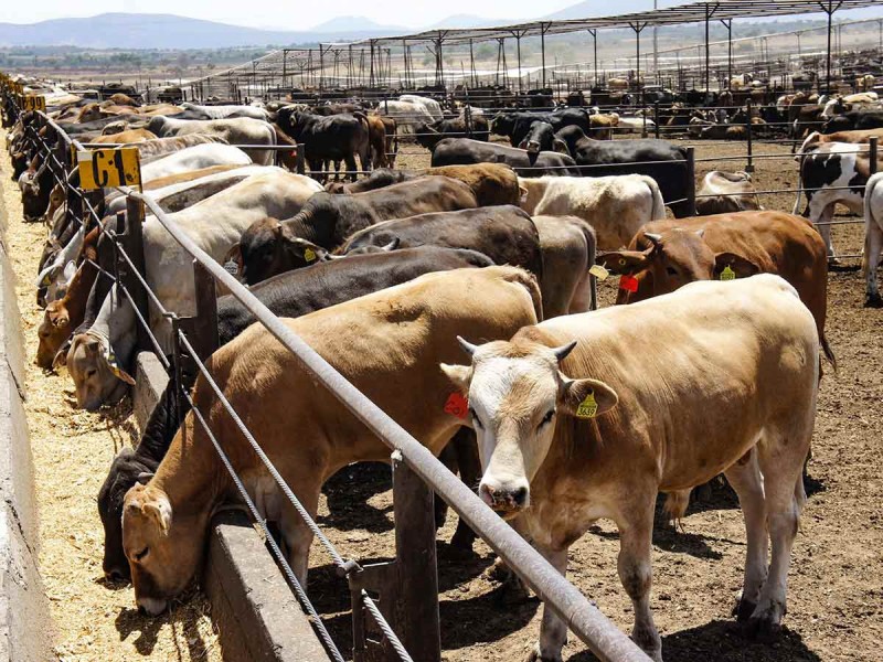 México seguirá desarrollo de ganado bovino desde nacimiento hasta punto de  venta