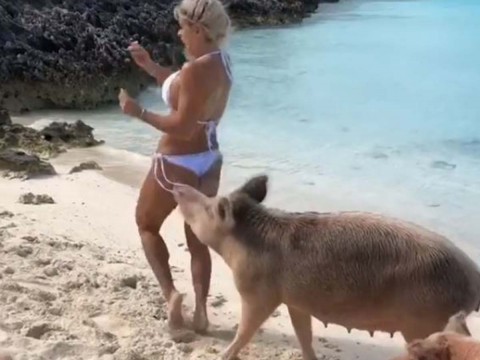 Cerdo muerde glúteo de supermodelo; checa el video