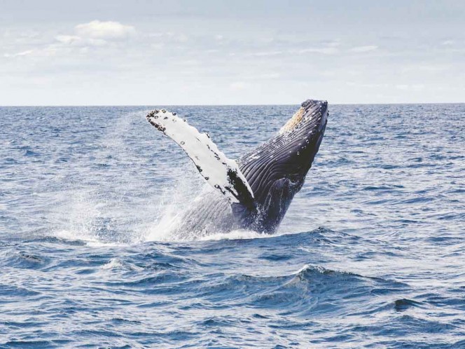 Salvan en Australia a una ballena tras seis días varada