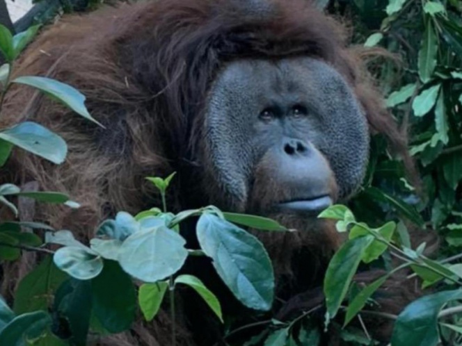 Piden informe sobre estado de 'Toto', orangután de Zoologico de Chapultepec 